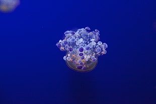 purple and white jellyfish