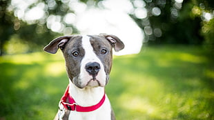black and white American Pitbull Terrier shallow focus photography