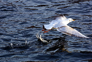 white bird flying above body of water during daytime, gull