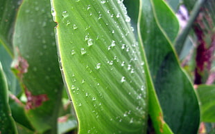 selective focus o green leaf with dew drops