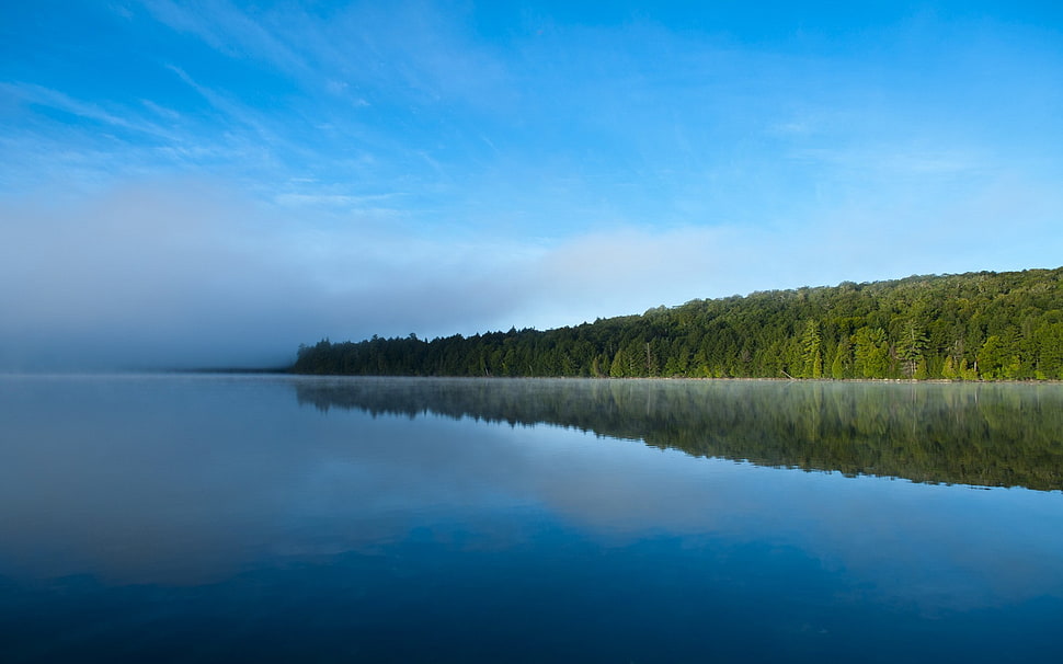 green trees, landscape HD wallpaper