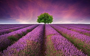 green tree in the middle of lavender flower field