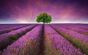 green tree in the middle of lavender flower field HD wallpaper
