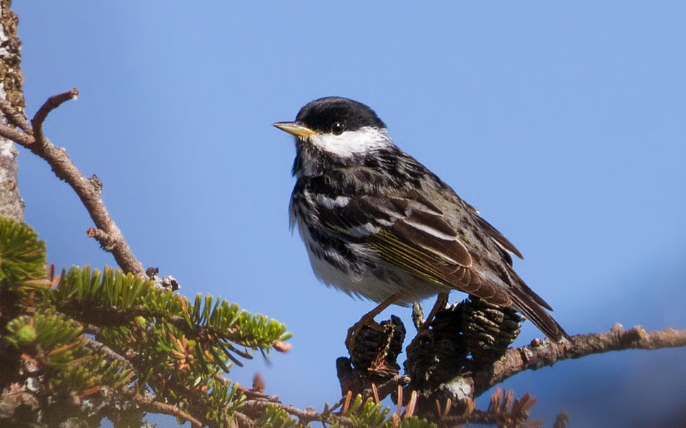 black small bird perching on branch during daytime, blackpoll warbler HD wallpaper