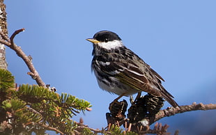 black small bird perching on branch during daytime, blackpoll warbler