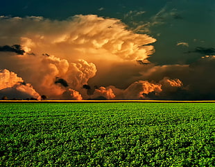 yellow clouds, landscape, field, clouds