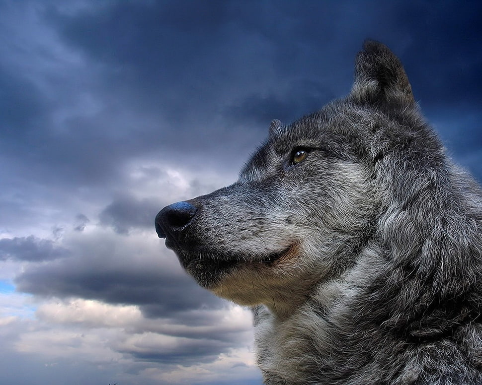 gray wolf during night time HD wallpaper