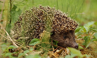 brown hedgehog on green grass ground