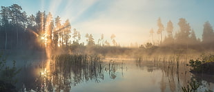 body of water, sunset, water, forest, mist