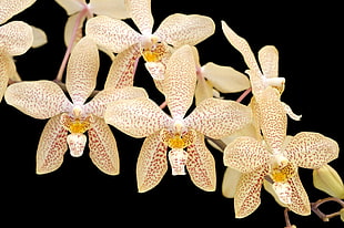 beige-and-yellow orchid