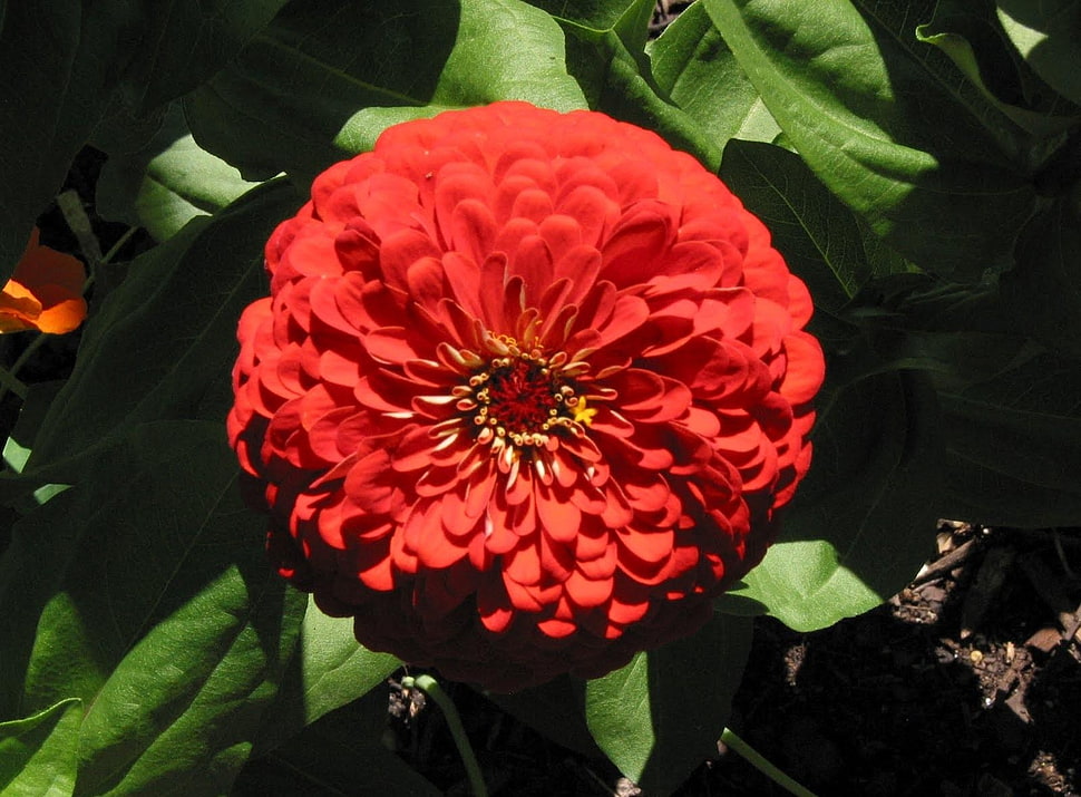 close-up photography of red zinnia flower HD wallpaper