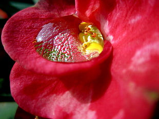 shallow focus photography of a red Euphorbia Milii flower with water droplet