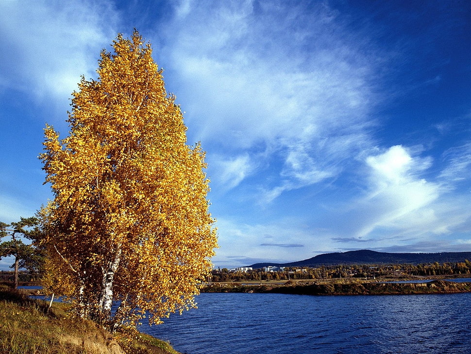 yellow leaf tree beside body of water HD wallpaper