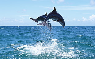 two black dolphins on body of water under blue sky