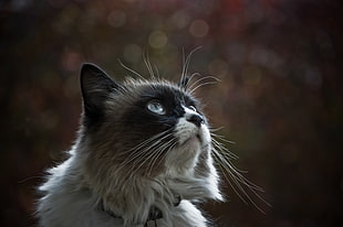 shallow focus photography of white and black cat