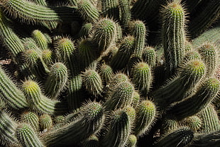 Cactus,  Plants,  Spines HD wallpaper