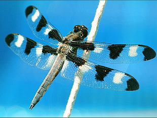gray, black, and white dragonfly perched on stem