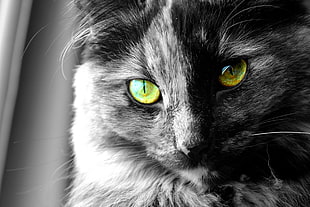 selective color photography of cat, cat, eyes, selective coloring, animals