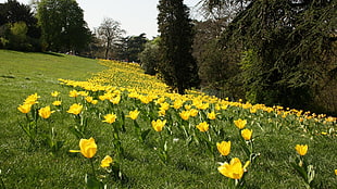 yellow Tulip flower field