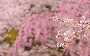 selective photograph of cherry blossom leaf