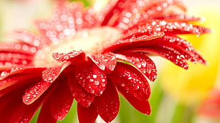 shallow focus photography of red flower during daytime