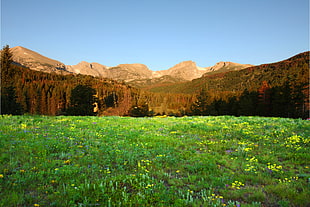 green grass field during daytime, rocky mountain national park HD wallpaper