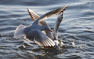 closeup photography of two ring-billed Gulls