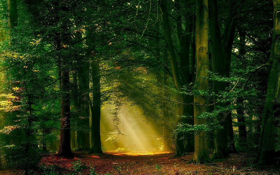 yellow sunlight between trees at the forest HD wallpaper