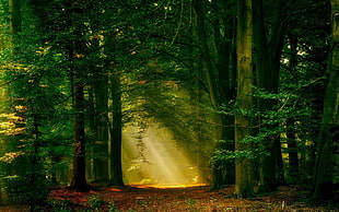 yellow sunlight between trees at the forest