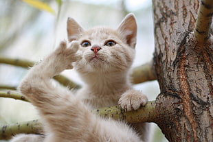 silver tabby Kitten on tree
