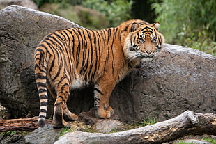 wildlife photography of Bengal tiger beside boulder