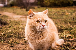 orange tabby cat, cat, animals, Russia