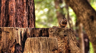 shallow focus photography of squirrel