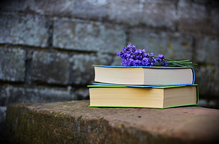 two piled books with purple Lavender flowers on top HD wallpaper