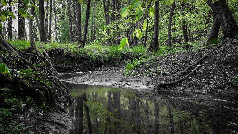 forest HD wallpaper