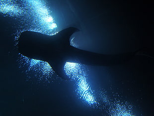 silhouette of hammerhead shark, whale shark