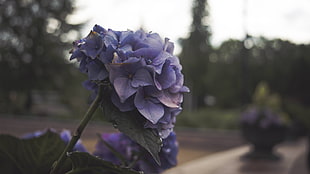 purple flower, flowers, depth of field, blue, purple HD wallpaper