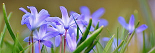 shallow focus photography of purple flowers during daytime HD wallpaper