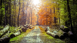 photo of forest HD wallpaper