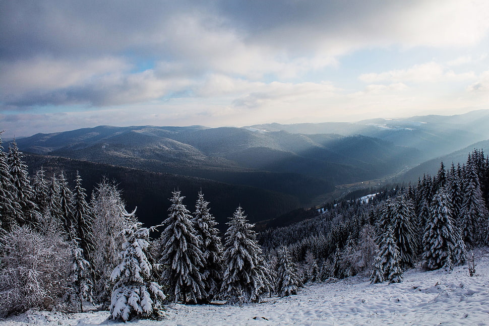 Green pine trees, nature, landscape, sun rays, winter HD wallpaper ...