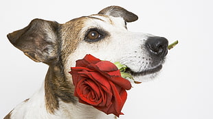 dog carry's red rose with mouth