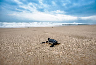 black sea turtle on shore close up focus photo HD wallpaper
