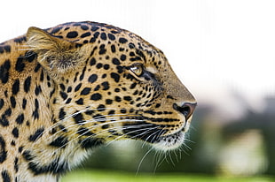 leopard on closeup photography