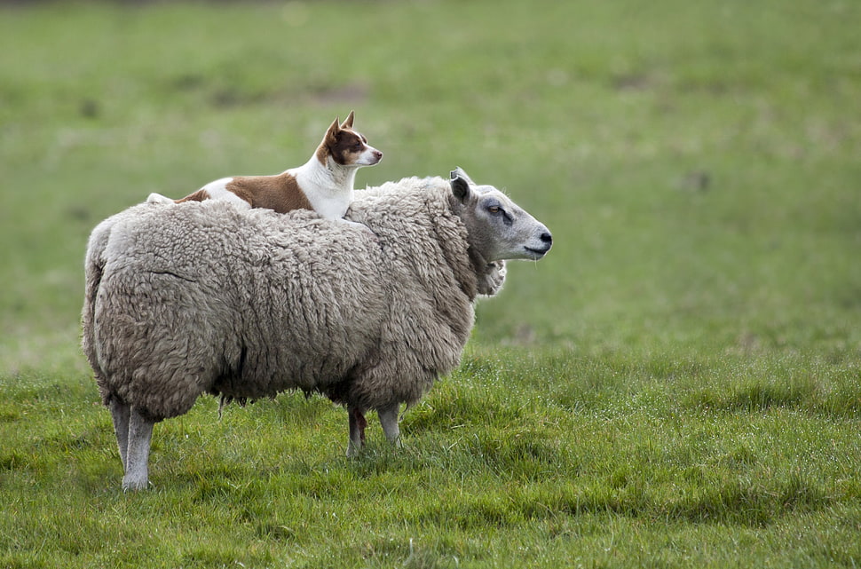 beige sheep on green grass field HD wallpaper