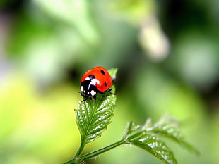 selective focus photo of ladybug on green leaf plant