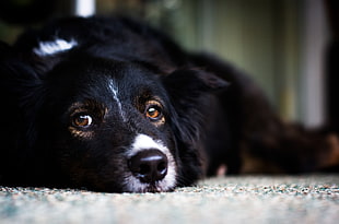black and white Border Collie lying on floor at daytime HD wallpaper