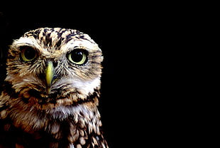 close-up photo of owl