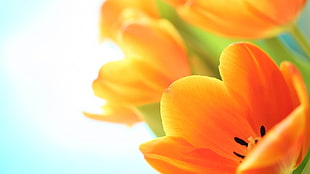 close up photo of orange petaled flowers