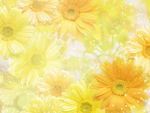 yellow Daisy flowers in bloom HD wallpaper