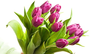 bouquet of purple tulip flower HD wallpaper